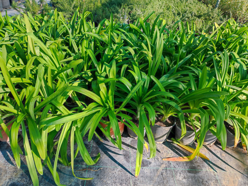 Agapanthus