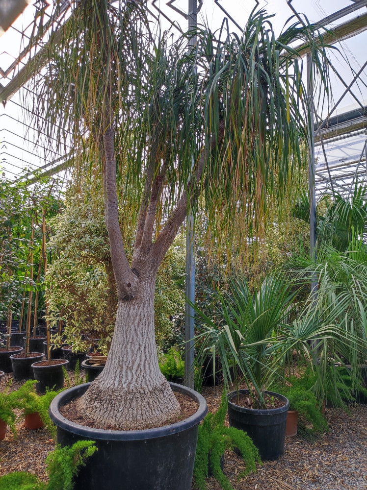 ponytail palm