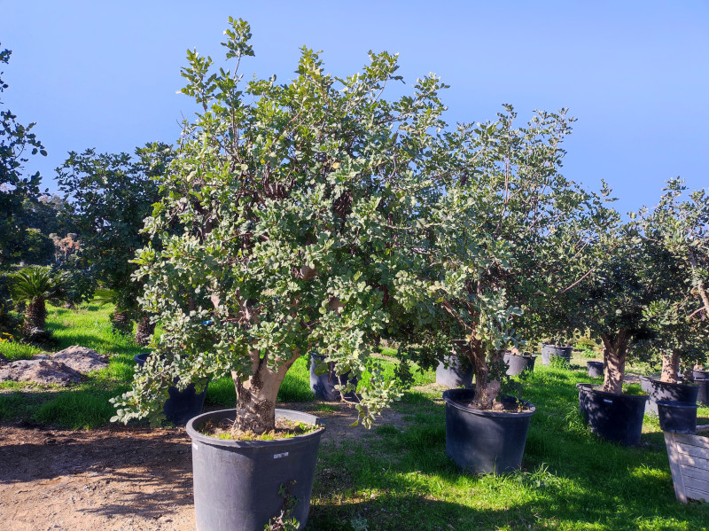 Carob tree