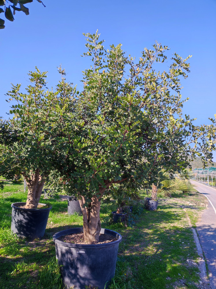 Carob tree