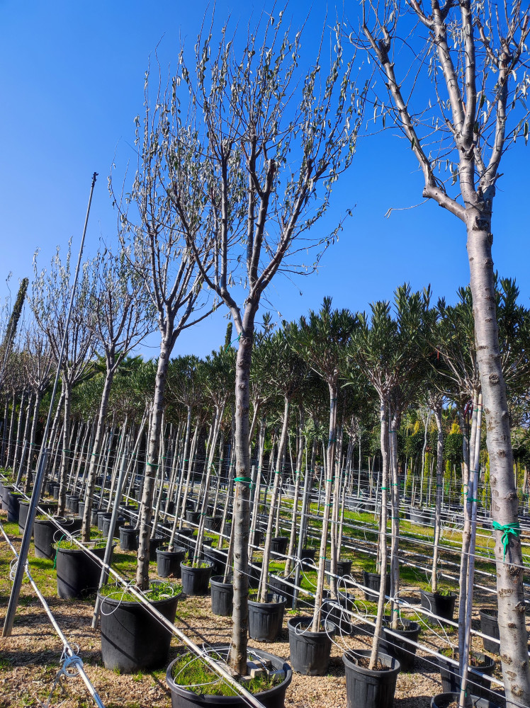 Russian olive