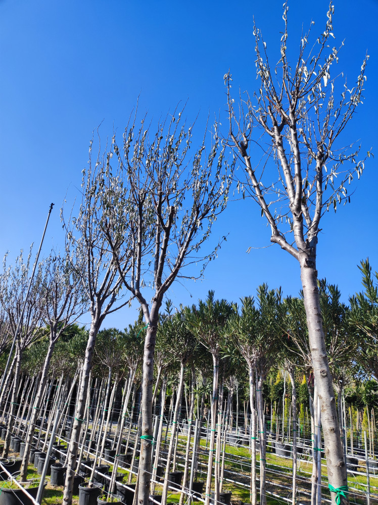 Russian olive