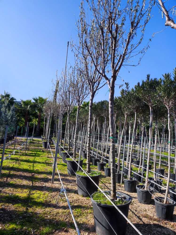 Russian olive