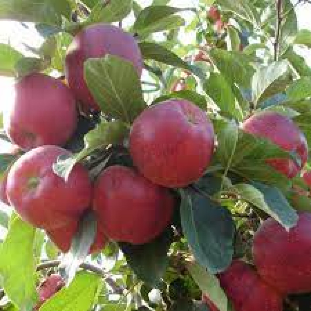 Red apple Gala
