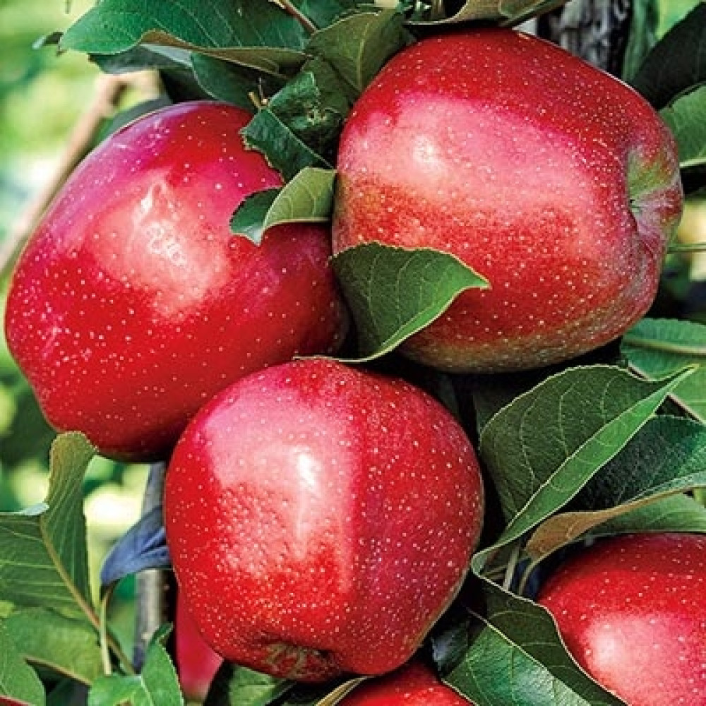 Red apple Jonthan