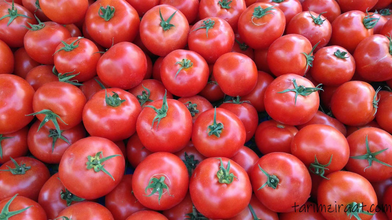 bursa tomatoes