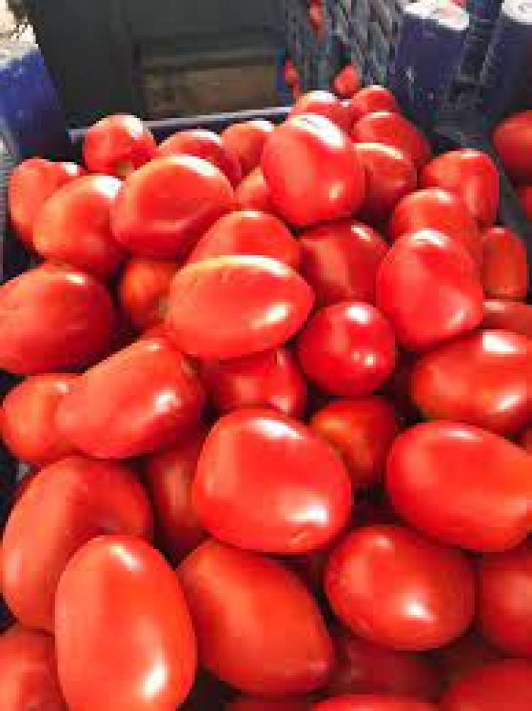 bursa tomatoes