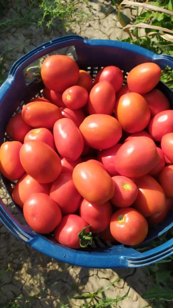 Cherry tomatoes