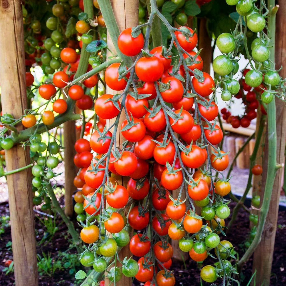Grape tomatoes