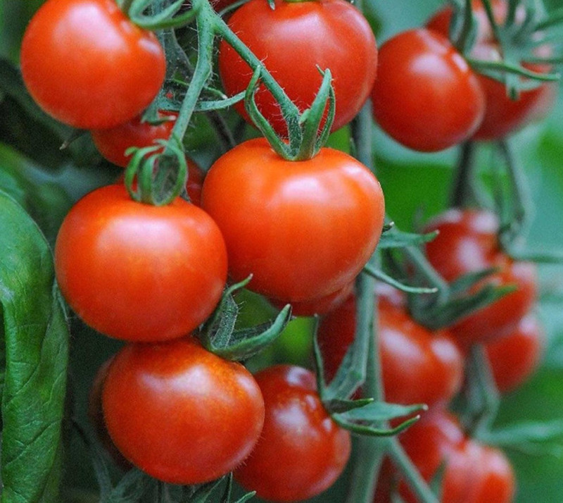 Asma tomatoes