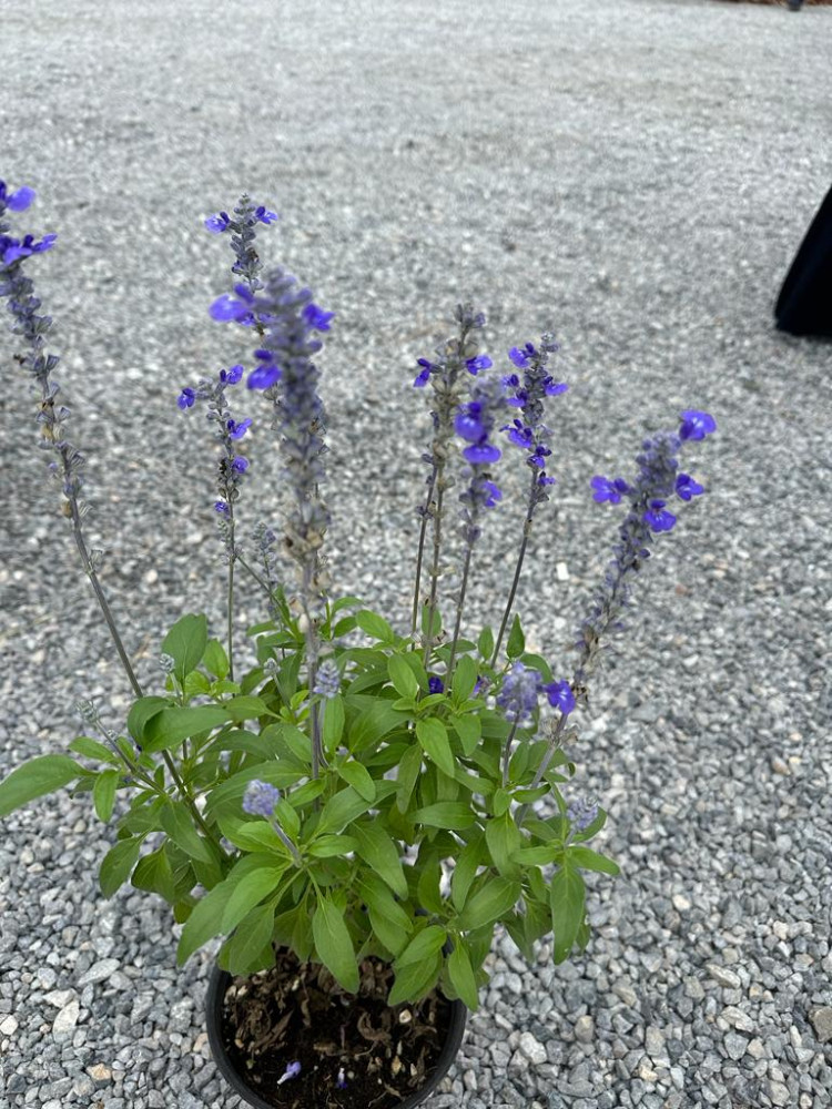 Salvia
