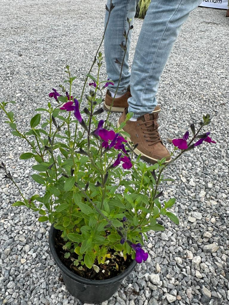 Salvia