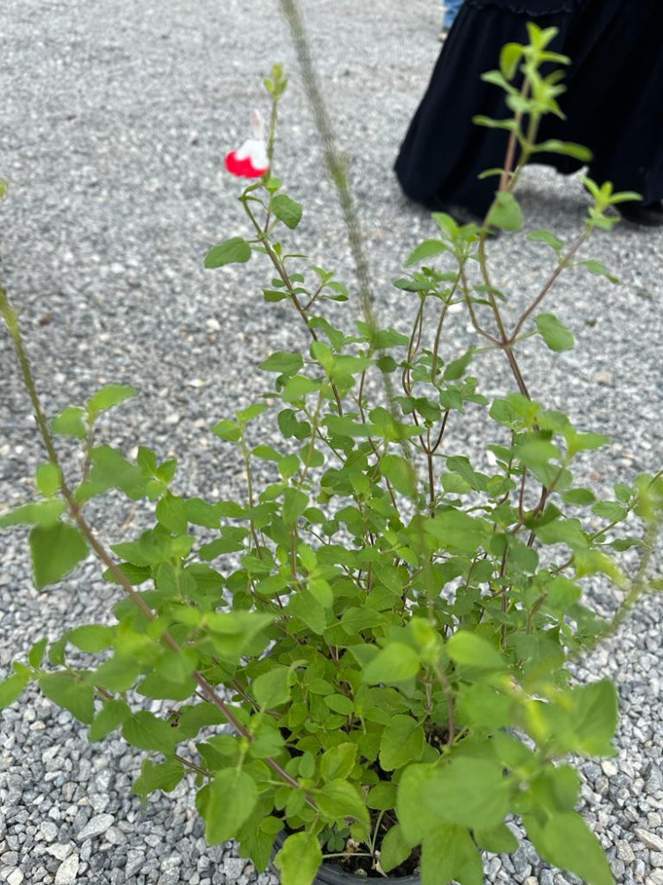 Salvia