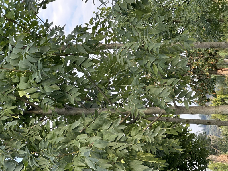 White ash