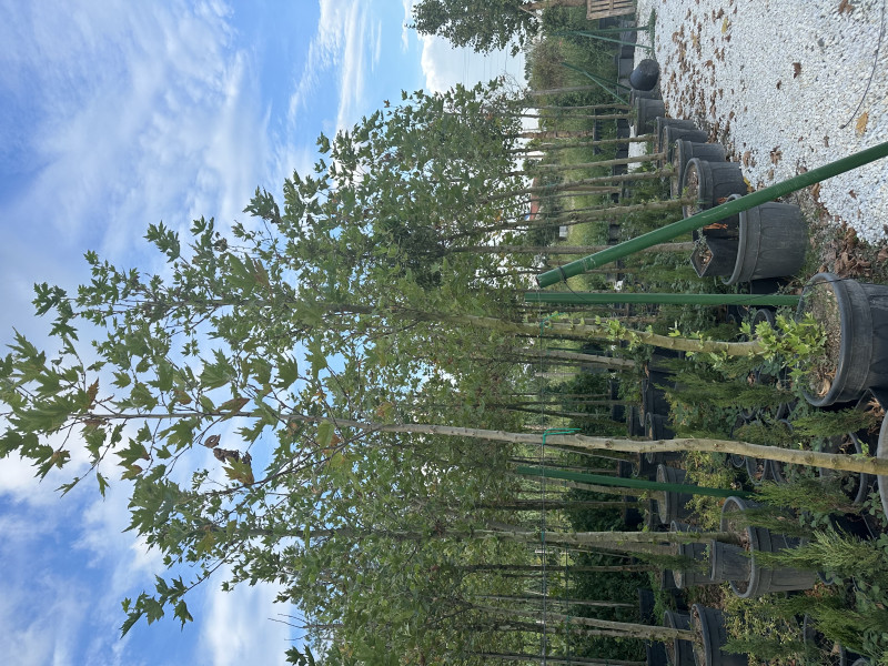 Oriental plane tree