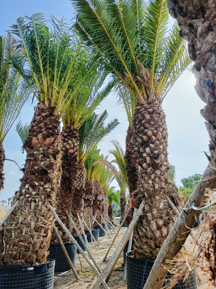 Canary island date palm