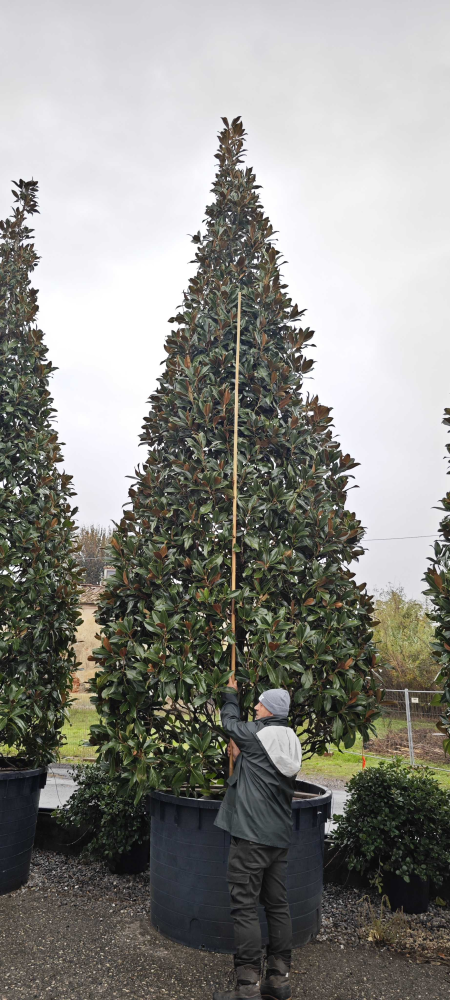 Magnolia grandiflora gallisaf