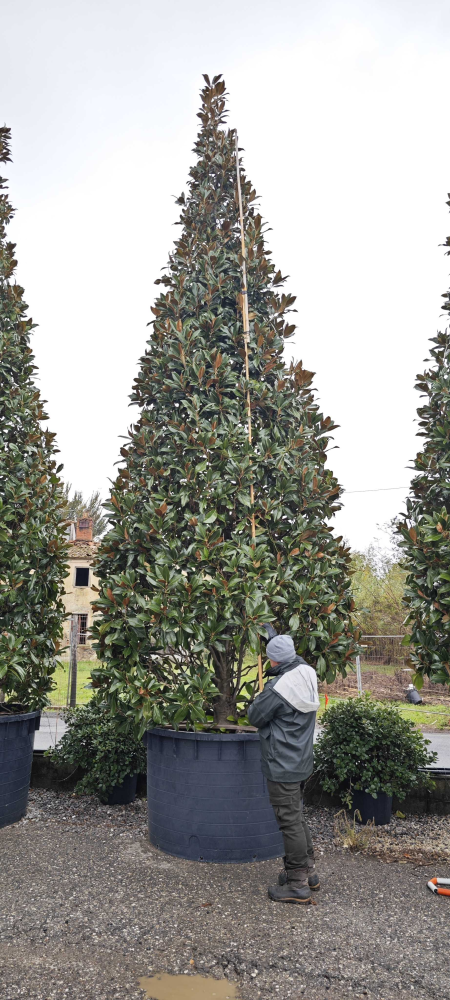 Magnolia grandiflora gallisaf