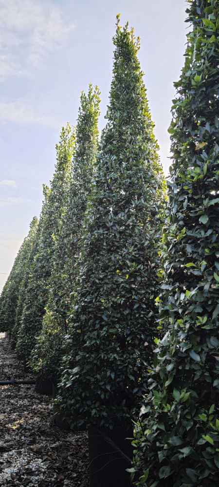Bay laurel