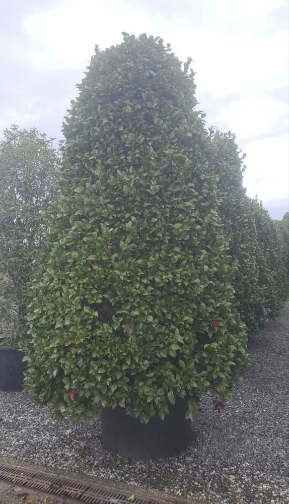 Japanese camellia