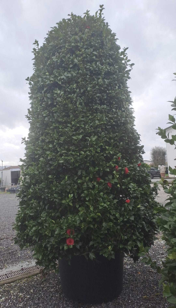 Japanese camellia