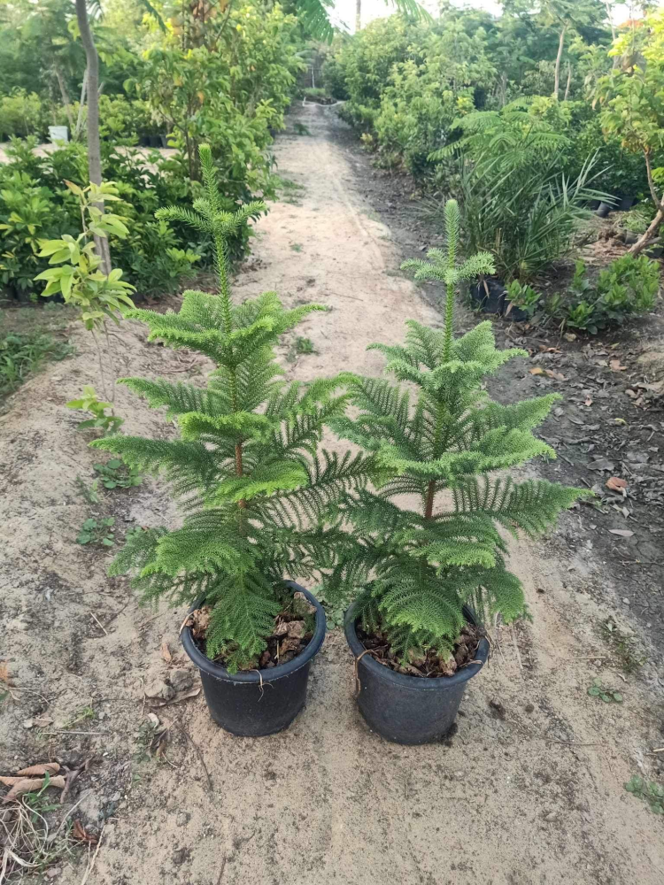 Araucaria