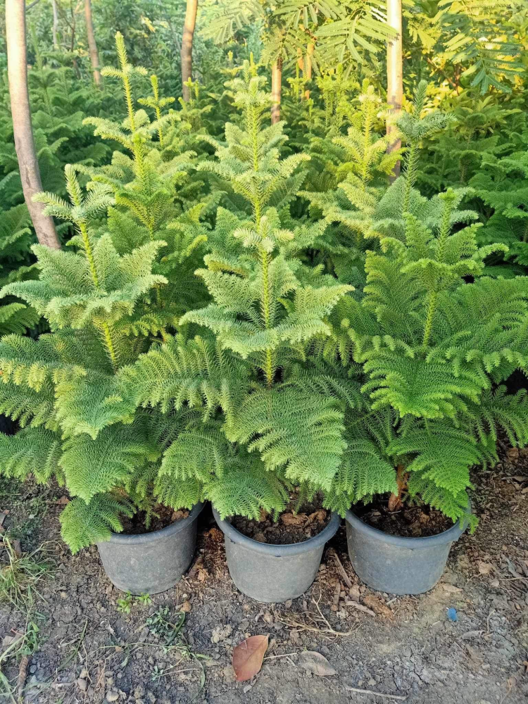 Araucaria