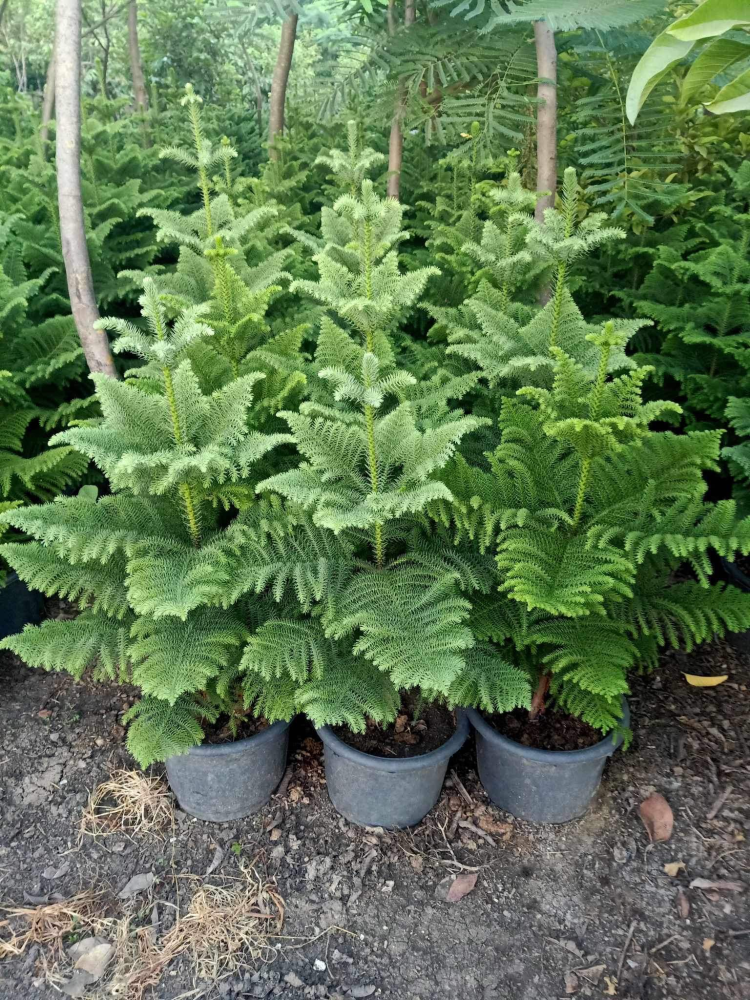 Araucaria