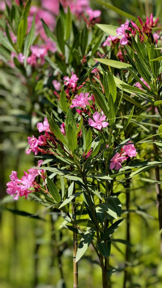 Oleander