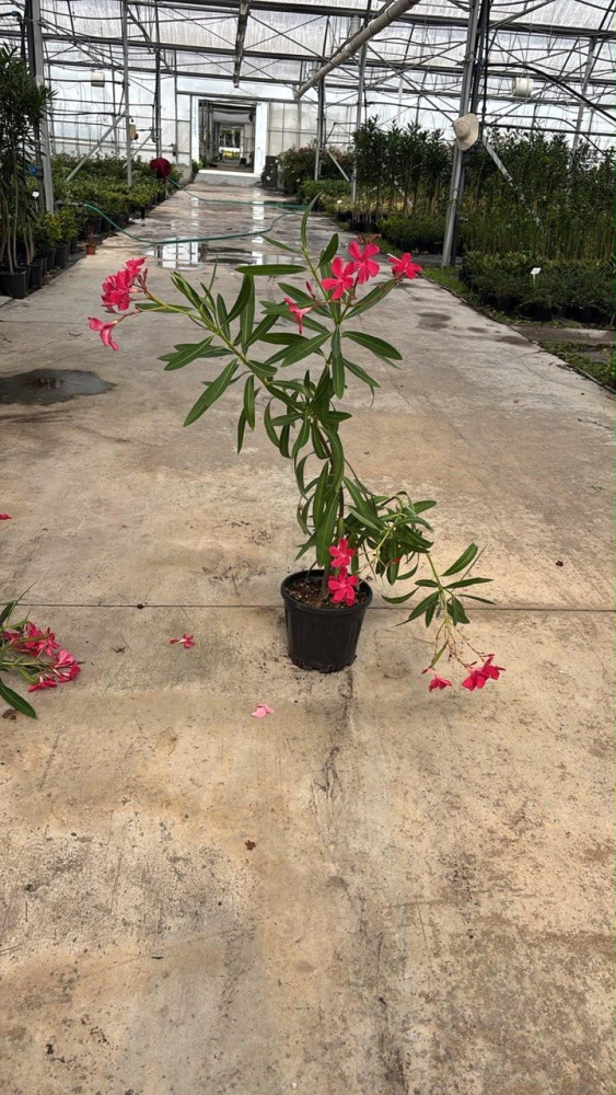 Oleander