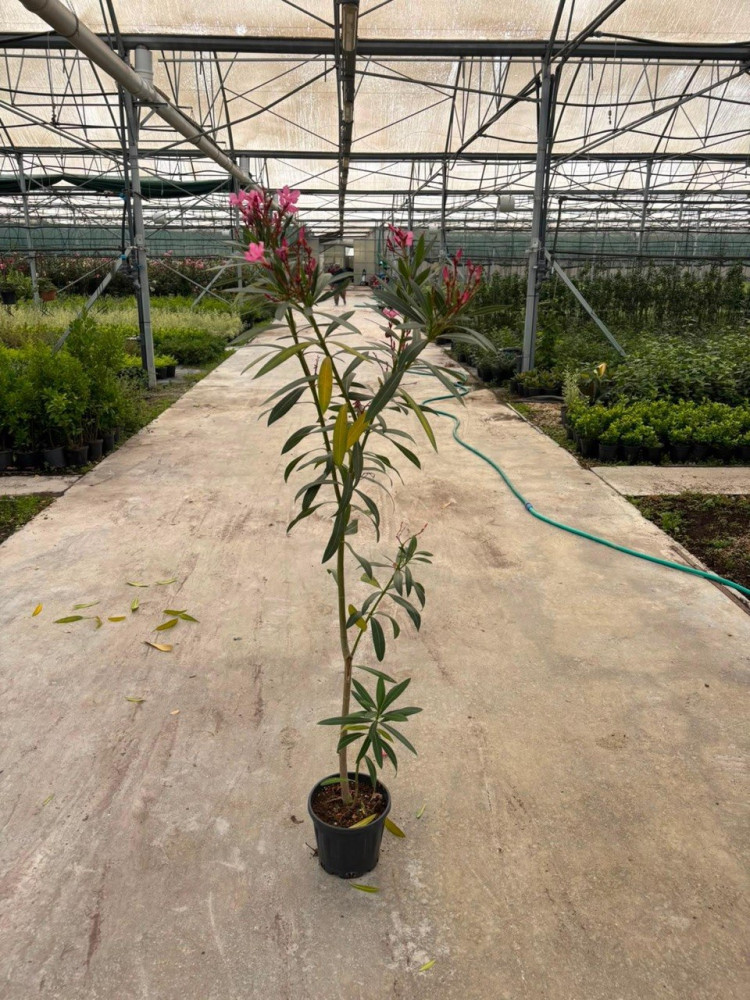 Oleander