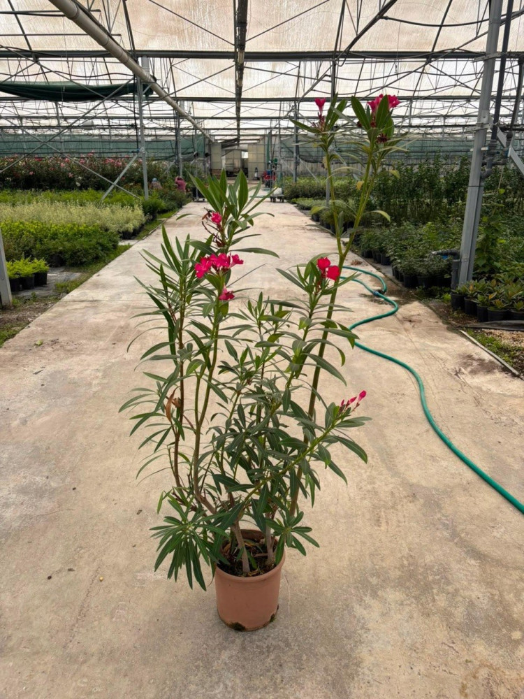 Oleander