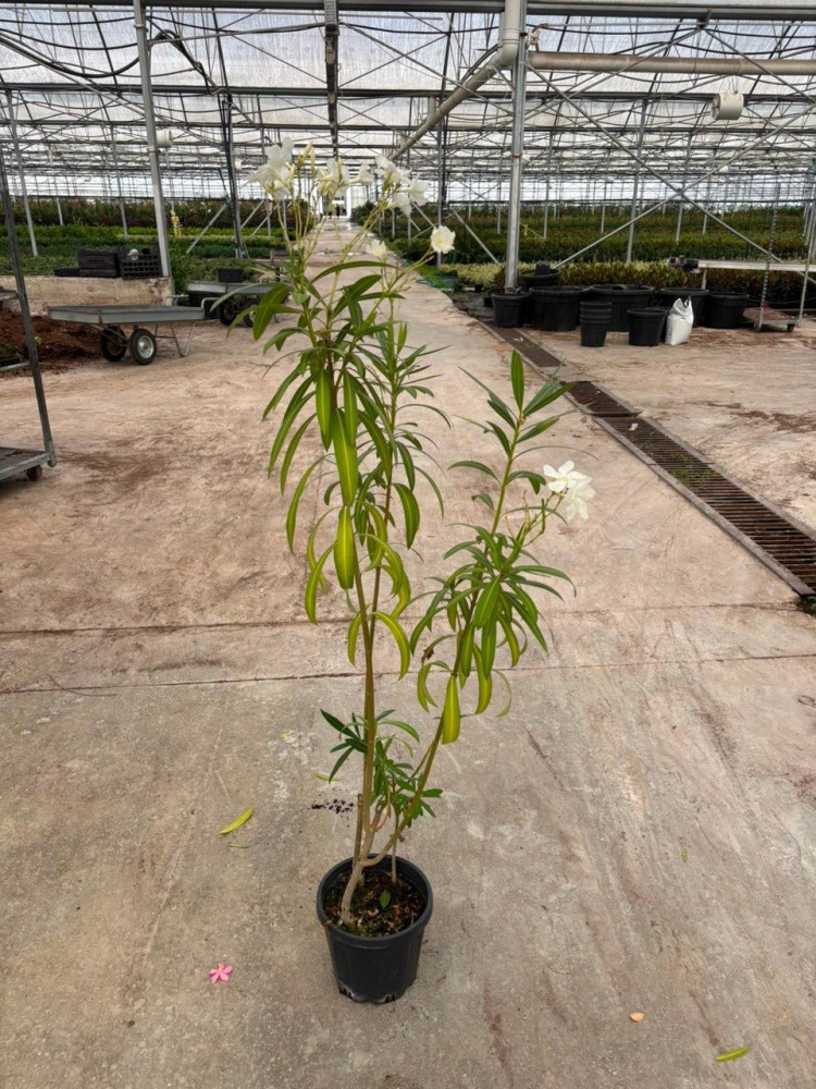 Oleander