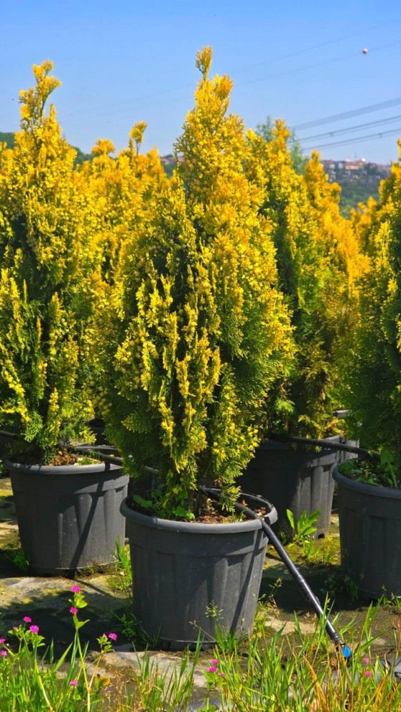 Thuja