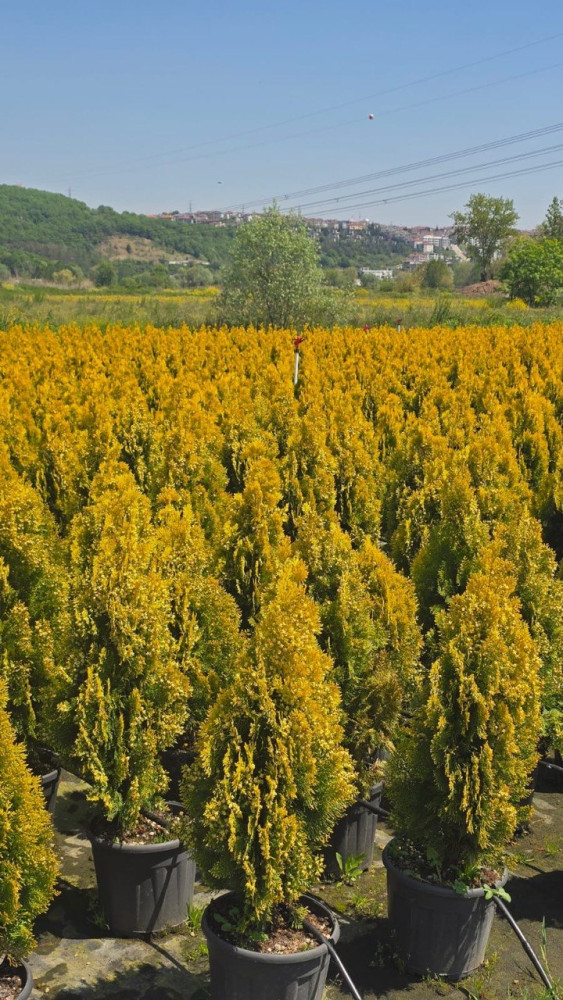 Thuja